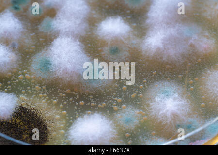 Colonies of fungi and bacteria on agar in a petri dish Stock Photo