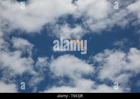 Seagull in Flight Across a Blue Sky Stock Photo