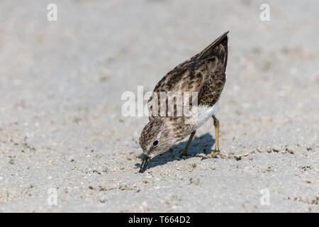 Least Sandpiper, Calidris minutilla, passage migrant feeding on coastal muds  Florida, USA  April Stock Photo