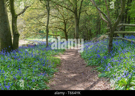 Bluebells growing alongside path in the woods at Clent Hills, Worcestershire, Uk in spring Stock Photo