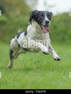 english springer spaniel dog Stock Photo