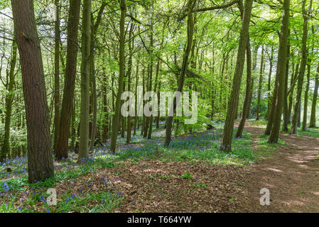 Bluebells growing alongside path in the woods at Clent Hills, Worcestershire, Uk in spring Stock Photo