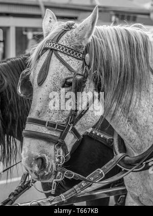 （セール）開催中 人気ブランドも続々プライス a of Head white Stock image up Close blinkers. with horse ウイスキー
