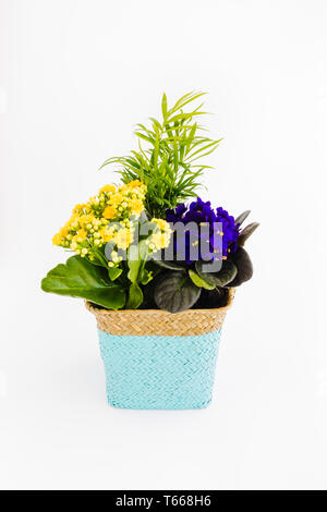 African Violet, SaintPaulias and a small Palm tree in a woven houseplant basket isolated on white background. Stock Photo