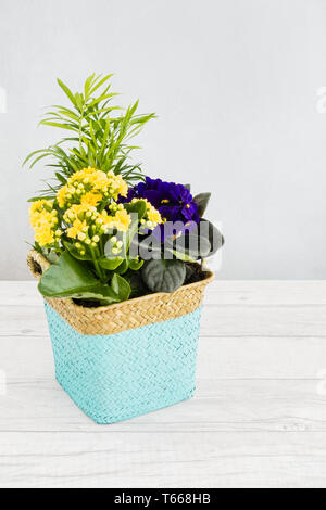 Woven houseplant pot filled with African Violet flowers SaintPaulias flowers and a small Palm Tree on white wood panel background with copy space. Hig Stock Photo