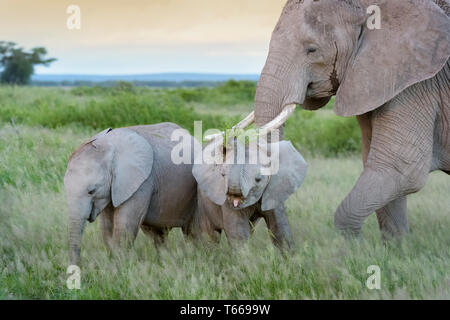 Two African elephant (Loxodonta africana) baby, eating and playing with grass on savanna, Amboseli national park, Kenya. Stock Photo