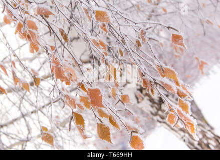 Winter landscape. First snow. Hoarfrost. Frost. Birch branches with beautiful autumn yellow leaves under snow in late autumn or winter outdoors with s Stock Photo