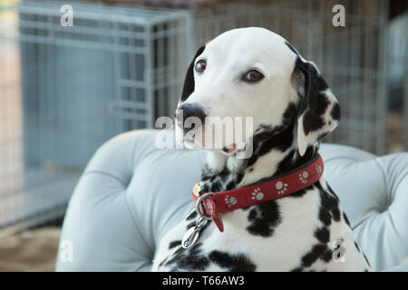 Dalmation dogs, black and white dalmation pet dogs playing outside in the sunshine on a beautiful day Stock Photo