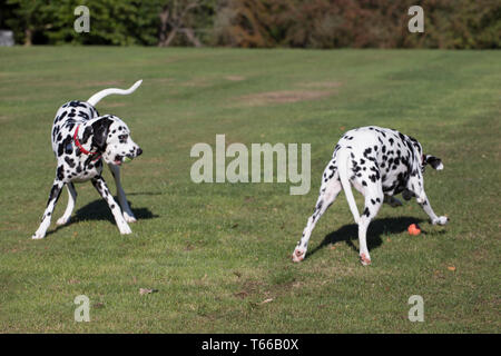 Dalmation dogs, black and white dalmation pet dogs playing outside in the sunshine on a beautiful day Stock Photo