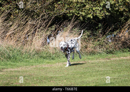Dalmation dogs, black and white dalmation pet dogs playing outside in the sunshine on a beautiful day Stock Photo