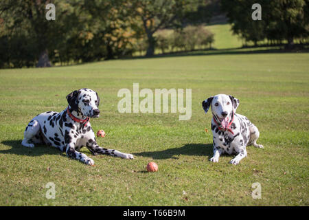 Dalmation dogs, black and white dalmation pet dogs playing outside in the sunshine on a beautiful day Stock Photo