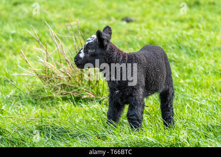 Little black Lamb standing a field in Ireland. Stock Photo
