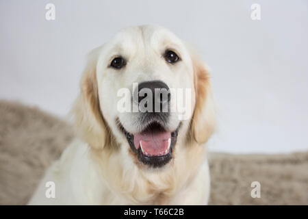 Golden retriever on white background, portrait of golden retriever Stock Photo