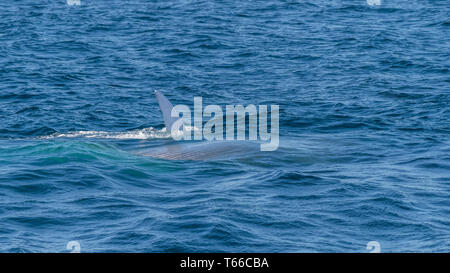 Blue whale (Balaenoptera musculus) lunge feeding off the coast of Baja California. Stock Photo