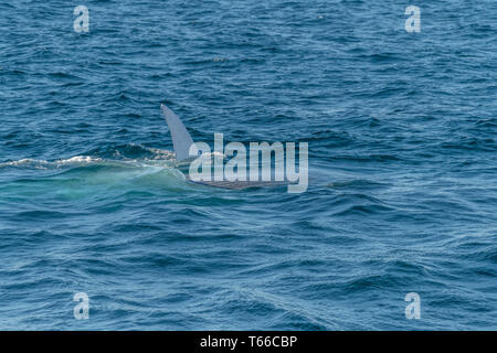 Blue whale (Balaenoptera musculus) lunge feeding off the coast of Baja California. Stock Photo