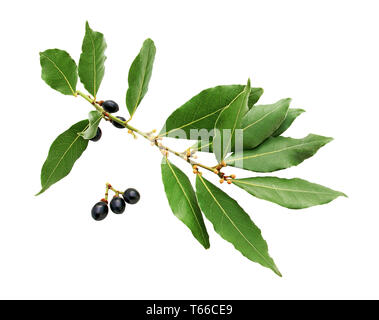 Common laurel and its fruits. White background. Stock Photo