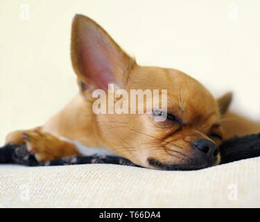 Sleeping red chihuahua dog on beige background. Stock Photo