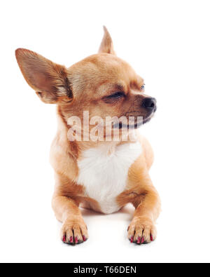 red chihuahua dog isolated on white background Stock Photo