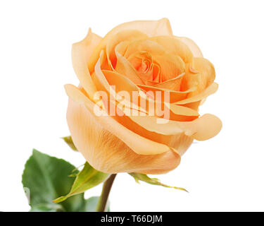 yellow rose isolated on white background Stock Photo