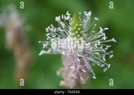 Ribwort, Plantago lanceolata, Germany Stock Photo