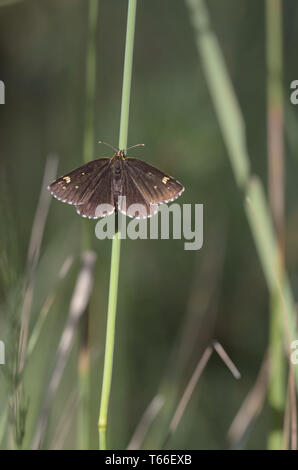 Large Chequered Skipper (Heteropterus morpheus) Stock Photo