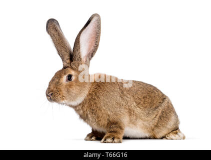 Flemish Giant rabbit, 6 months old, in front of white background Stock Photo