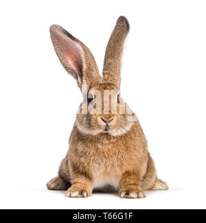 Flemish Giant rabbit, 6 months old, in front of white background Stock Photo