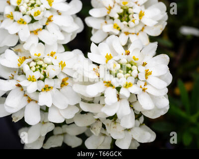 White flowers of the mat forming spring flowering perennial candytuft, Iberis sempervirens 'Appen Etz' Stock Photo