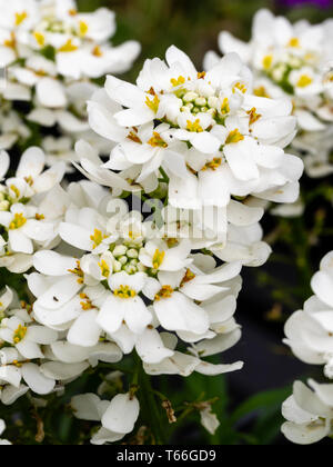 White flowers of the mat forming spring flowering perennial candytuft, Iberis sempervirens 'Appen Etz' Stock Photo