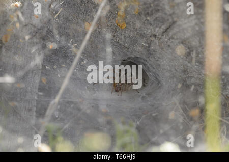 Funnel-Web Spider (Agelena labyrinthica), female, Stock Photo