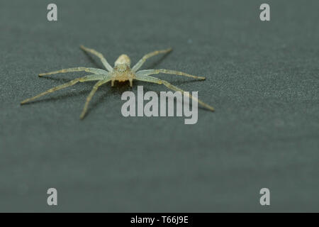 running crab spider - philodromid crab spider Stock Photo