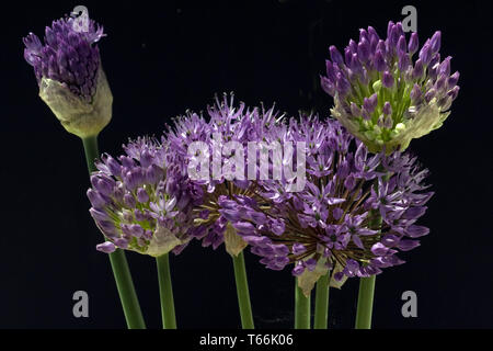Giant allium or giant onion, Allium giganteum Stock Photo
