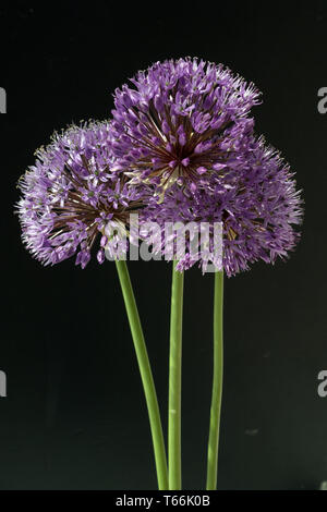 Giant allium or giant onion, Allium giganteum Stock Photo