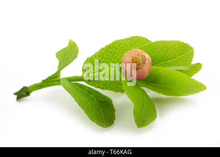 bilberry branch with flower isolated on white Stock Photo