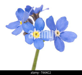 Forget-me-nots (Myosotis) Flowers on White Background Stock Photo