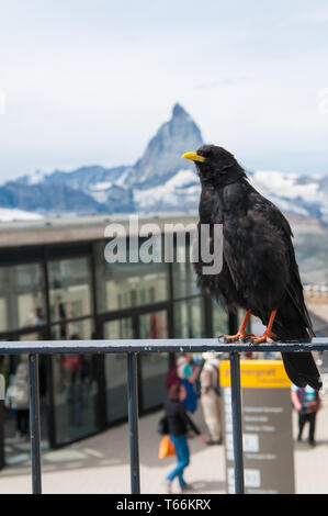 Alpine chough (lat. Pyrrhocorax graculus) full facingPerched on rock ...