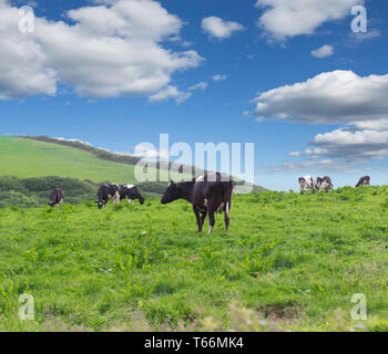 Perfect farm cows on a green meadow field Stock Photo - Alamy