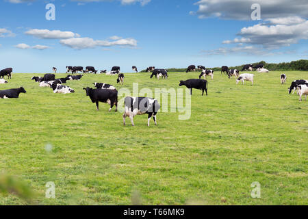 Perfect farm cows on a green meadow field Stock Photo - Alamy