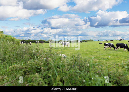 Perfect farm cows on a green meadow Stock Photo - Alamy