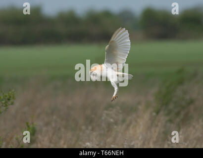 Barn Owl, Tyto alba, hunting over a meadow, Lancashire, UK Stock Photo