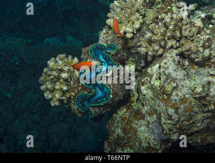 Scalefin Anthias, Pseudanthias squamipinnis, male, swimming over giant clam, on coral reef, Red Sea, Marsa Alam, Egypt Stock Photo