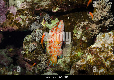 Coral Grouper, Cephalopholis miniata, resting on coral reef, Red Sea, Marsa Alam, Egypt Stock Photo