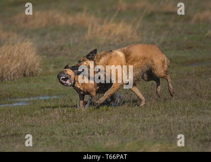 Two dogs, fighting in salt marsh, Morecambe Bay, UK Stock Photo