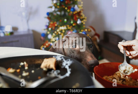 Hungry dog watching owner eat Stock Photo