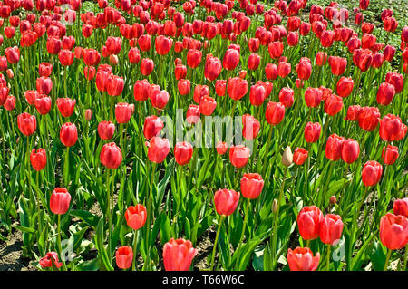 Tulip blooming season in the Netherlands, Europe Stock Photo