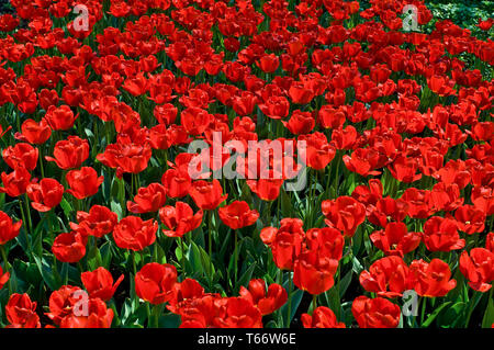Tulip blooming season in the Netherlands, Europe Stock Photo