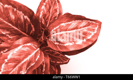 Colored coral leaves of exotic plant on white background, copy space Stock Photo