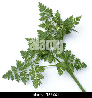 anise [Pimpinella anisum] Stock Photo