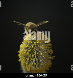 willow catkin and bee Stock Photo