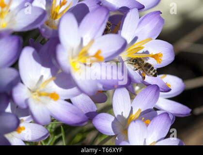 Crocus in early spring Stock Photo